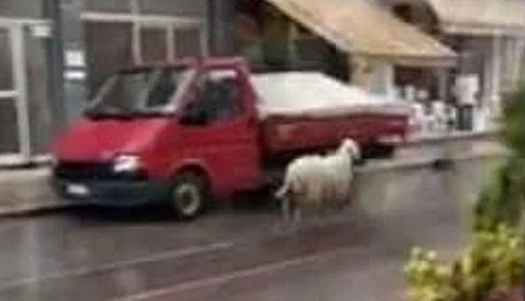 Πρόβατο στο αντίθετο ρεύμα – Παραλίγο να τρακάρει με αυτοκίνητο (Βίντεο)